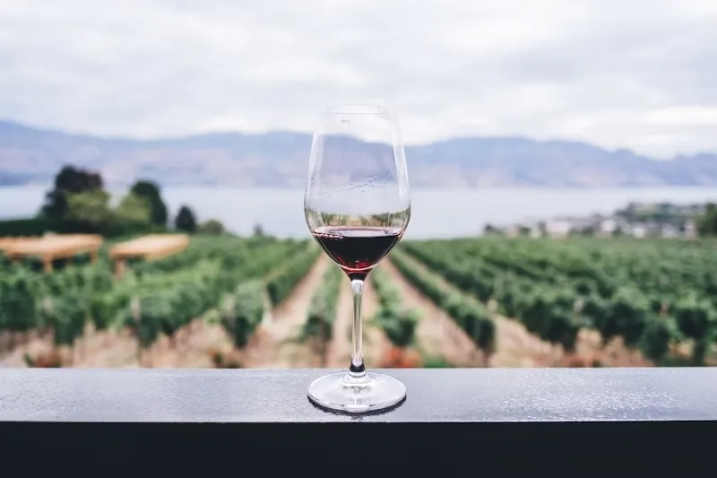 Calice di vino rosso su una terrazza affacciata sui filari della vigna